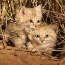 В сахаре впервые сняли на видео барханных котят