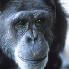 Уошо (washoe) — первая шимпанзе, которую обучили языку жестов