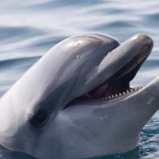 У китов и дельфинов обнаружили «почти человеческие» культуру и общество