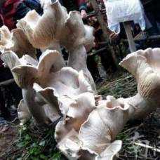 В китае нашли "царя грибов"
