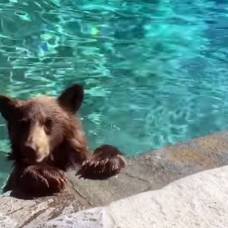 Медвежья семья искупалась в бассейне