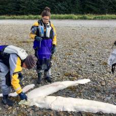 На аляске нашли останки неизвестного морского монстра