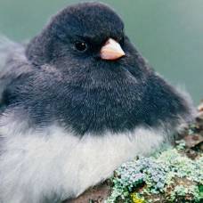 Обычно молчащие самки птиц запели, чтобы отвадить конкуренток от "супругов"