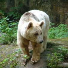 Сирийский бурый медведь (лат. ursus arctos syriacus)