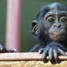Бонобо бескорыстно помогут незнакомцам, а бабуины разработали отличную тактику воровства