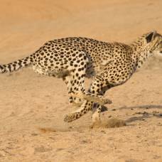 Ученые измерили скорость гепарда на воле