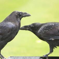 10 интересных фактов о воронах