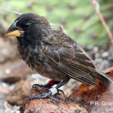 Биологи проследили за появлением нового вида птиц