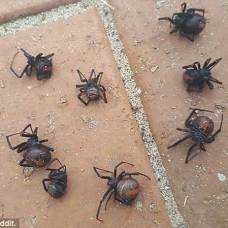 В австралии выпал дождь из ядовитых пауков