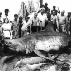 Самые большие когда-либо пойманные акулы