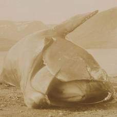 У северных гладких китов осталось всего 100 половозрелых самок