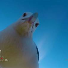 Фотограф нашел видеокамеру, украденную чайкой полгода назад