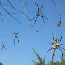 Nephila komaci — самый крупный паук, плетущий ловчие сети