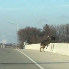 Шокирующий момент: стадо оленей прыгает с моста, разбиваясь насмерть