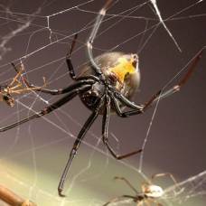 Самцы пауков научились бороться с самками, предпочитающими пожирать их во время спаривания