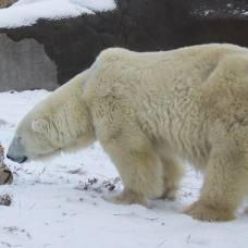 Старейший белый медведь в мире отметил день рождения тортом