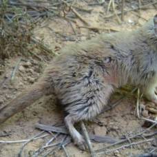 В австралии обнаружена сумчатая мышь, "вымершая" сто лет назад