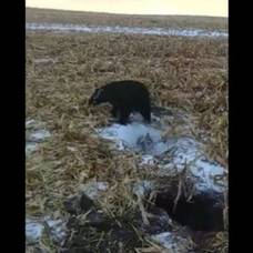 Супруги откопали медведя из берлоги, которую засыпало комбайном