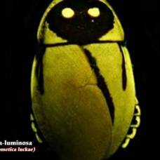 Lucihormetica luckae  (лат.) — вид светящихся тараканов
