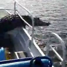 Аллигатор запрыгнул в лодку к туристам