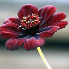 Шоколадная космея (лат. cosmos atrosanguineus)