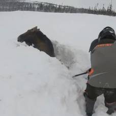 Канадские туристы спасли угодившего в снежную ловушку лося