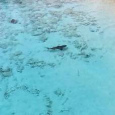 Владелец дрона спас мальчика от четырех акул на багамах