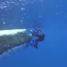 Кит спас женщину от тигровой акулы в тихом океане