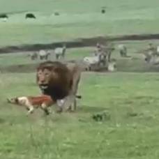 Лев убежал от собаки в африканском заповеднике