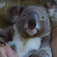 Самый расслабленный коала покорил интернет