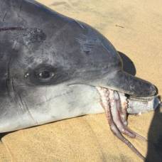 Гигантский осьминог задушил жадного дельфина и умер