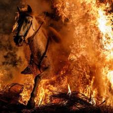 Огонь и лошади: день святого антонио 2018