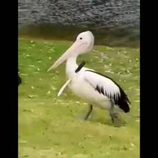 Пеликан с ножом в шее напугал посетителей австралийского парка