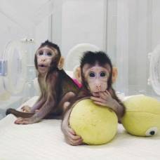 Биологи представили первых клонов обезьян
