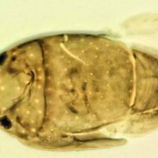 Самую маленькую в мире муху назвали в честь арнольда шварценеггера