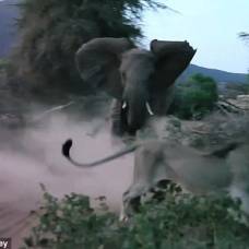Бой слонихи со львом попал на видео