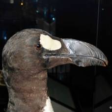 Бескрылая гагарка (лат. pinguinus impennis) - птица, истребленная по вине человеческой глупости и жадности