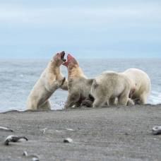 Уникальные кадры из жизни белых медведей