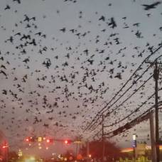 Техасский город атаковали полчища черных птиц