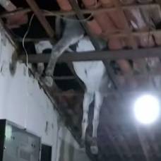 В бразилии осел проломил крышу дома