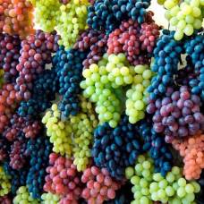 Учёные выяснили, что из винограда можно создать эффективный антидепрессант