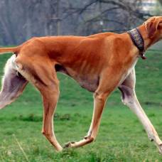 Топ 11 самых редких пород собак в мире