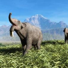 Экологи нашли сухопутное млекопитающее «идеальных» размеров