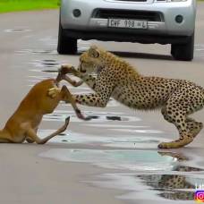 Охота молодого гепарда