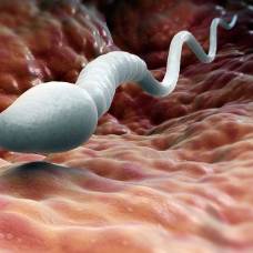 В хвосте сперматозоида нашли ранее неизвестные структуры