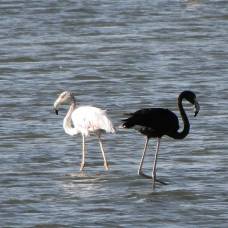 Черный фламинго