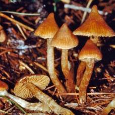 Ученые выяснили, зачем галлюциногенным грибам их галлюциногены