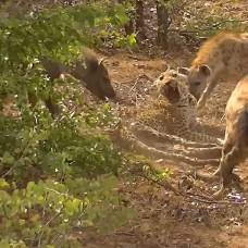Беспомощный леопард пытается спастись от гиен