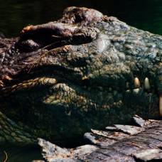 Действительно ли во времена средневековья люди запускали во рвы крокодилов?