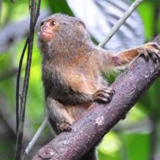 Самых маленьких в мире обезьянок разделили на два вида
